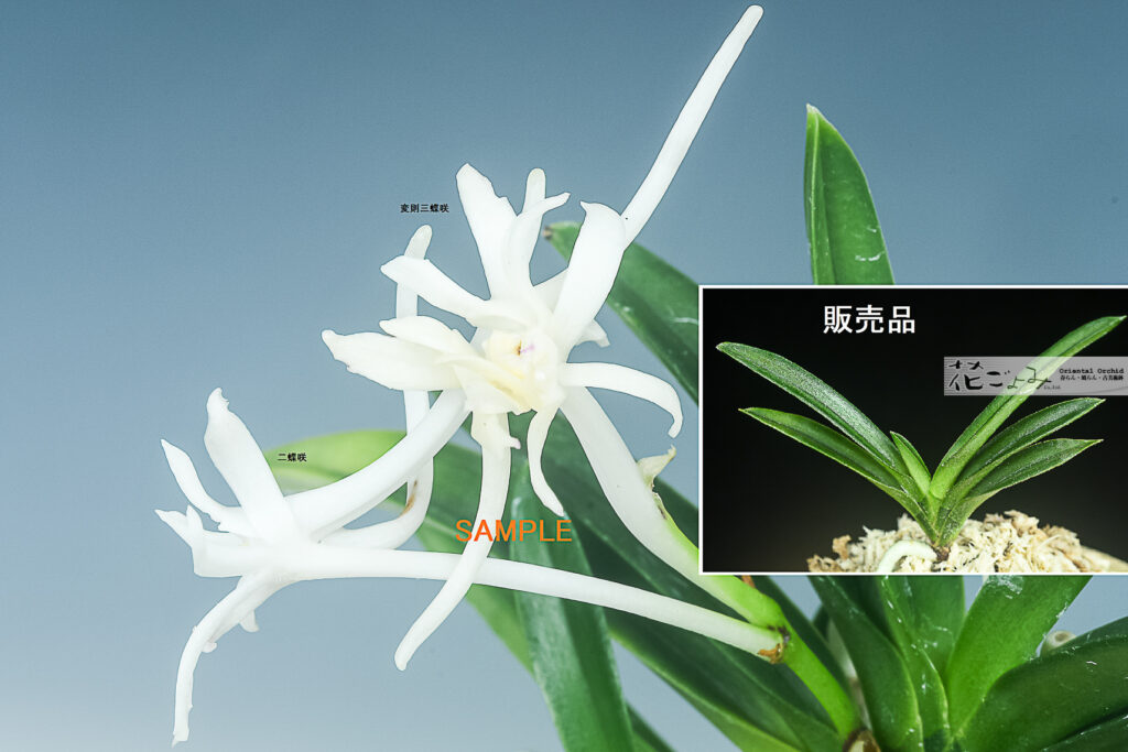 極希少品・三蝶二蝶咲を交える豆葉【綾の華】1