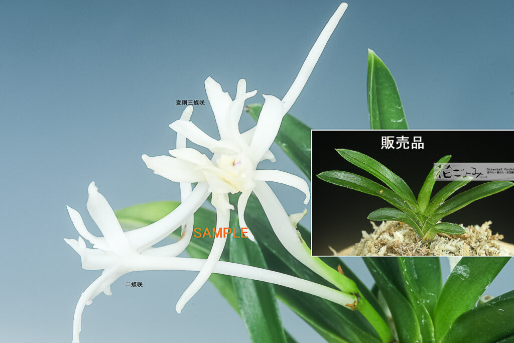 極希少品・三蝶二蝶咲を交える豆葉【綾の華】2