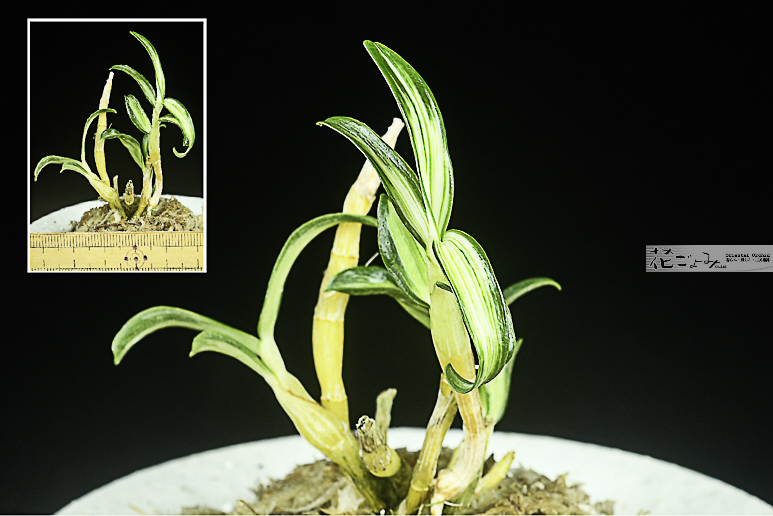 長生蘭・狂獅子芽変り中透【翠狂獅子】3