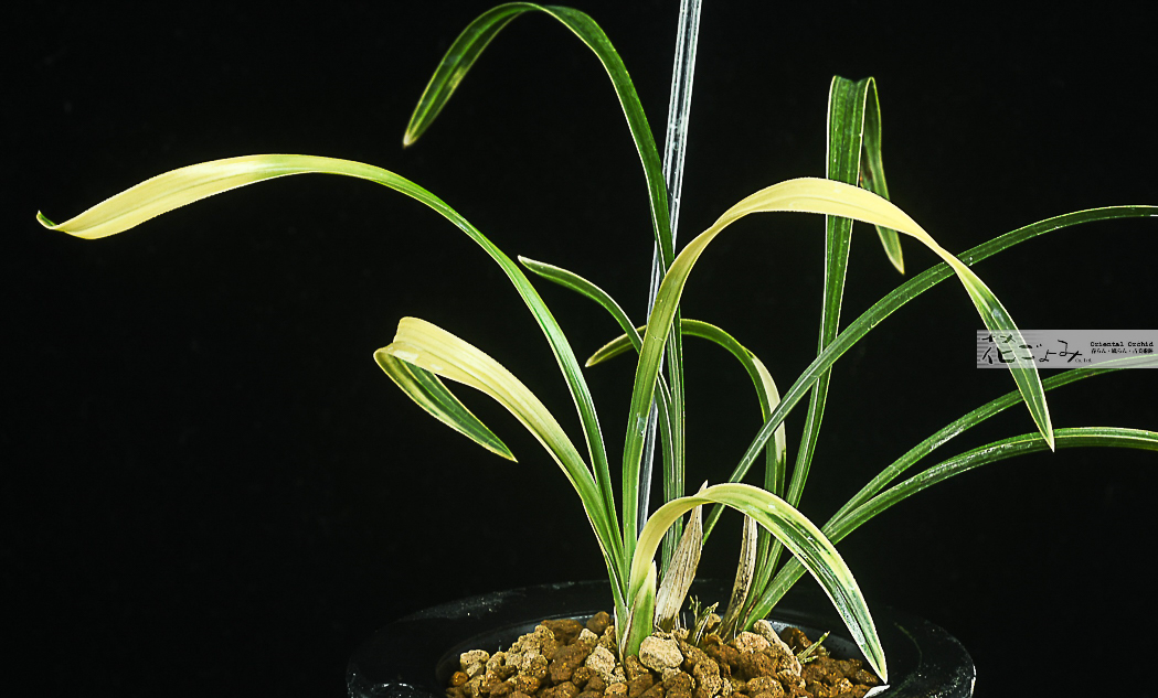 新木愛嬌満点・安積猛虎覆輪【安積冠】